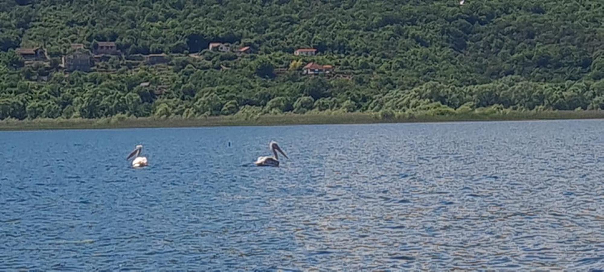 Holiday Home Haustor With Skadar Lake View Podgorica Luaran gambar