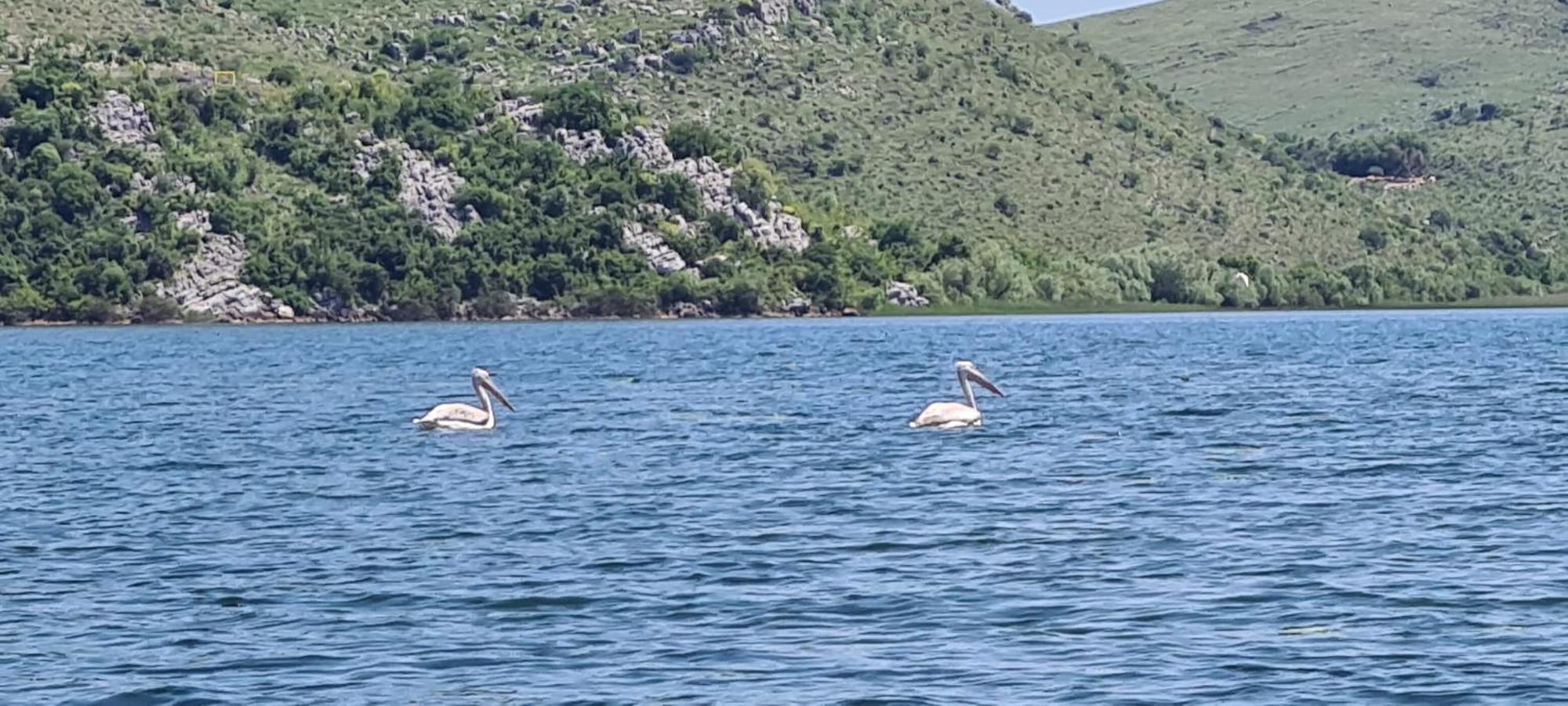 Holiday Home Haustor With Skadar Lake View Podgorica Luaran gambar